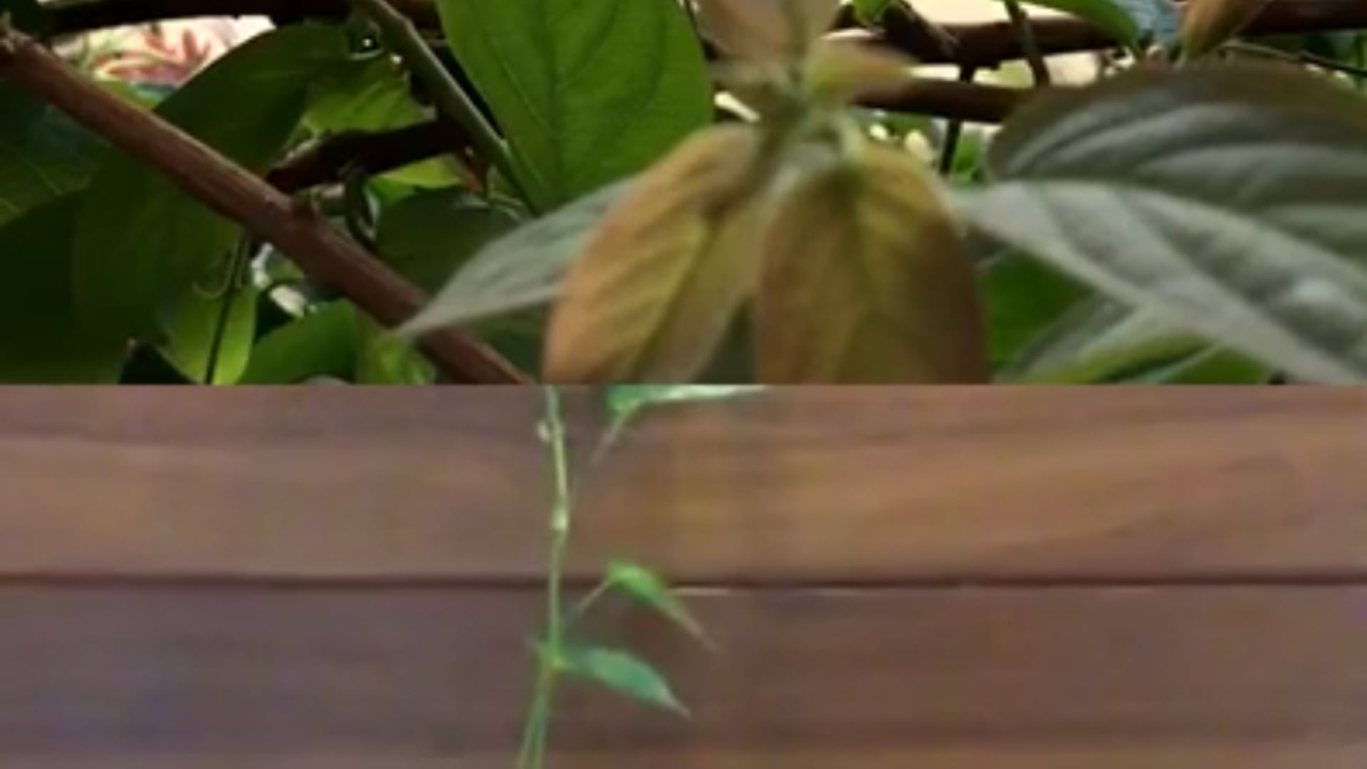 Poéticas Tecnológicas - Live 3 Sarah Marques e Ivani Santana