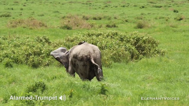 Alarmed-Trumpet. Context: Calf Reassurance & Protection (1)