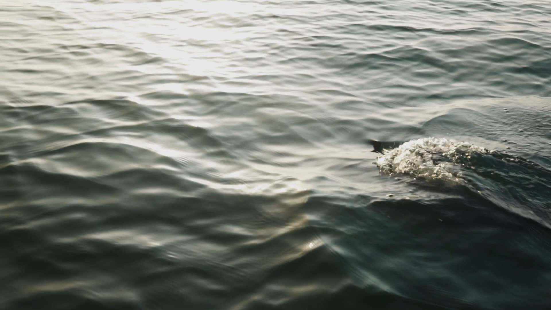 Our Fight for the Dolphins