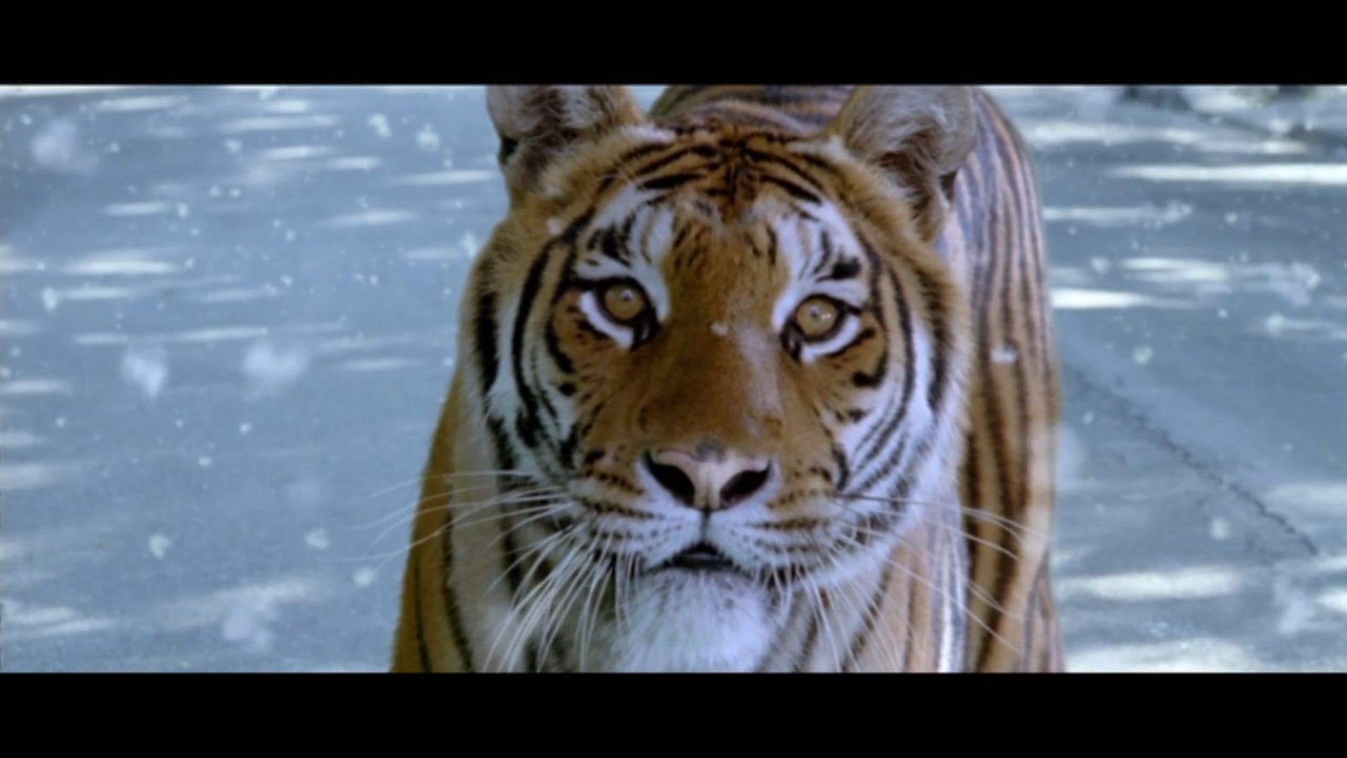 La Tigre e la Neve, di e con Roberto Benigni, 2005