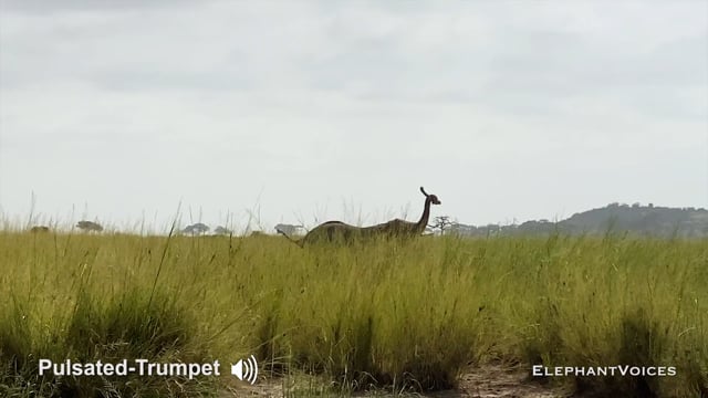 Pulsated-Trumpet. Context: Social Play (7)