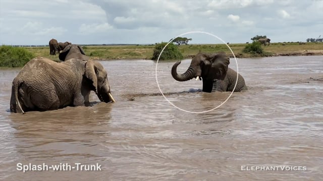 Splash-with-Trunk. Context: Social Play (2)