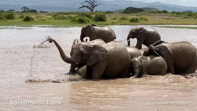 Splash-with-Trunk. Context: Social Play (3)