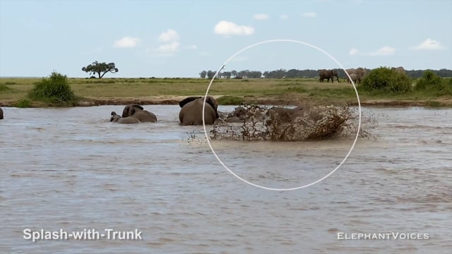 Splash-with-Trunk. Context: Social Play (4)
