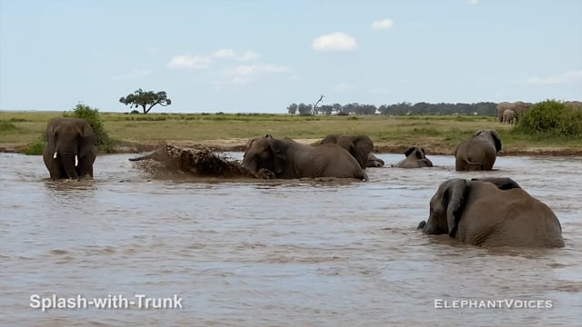 Splash-with-Trunk. Context: Social Play (5)