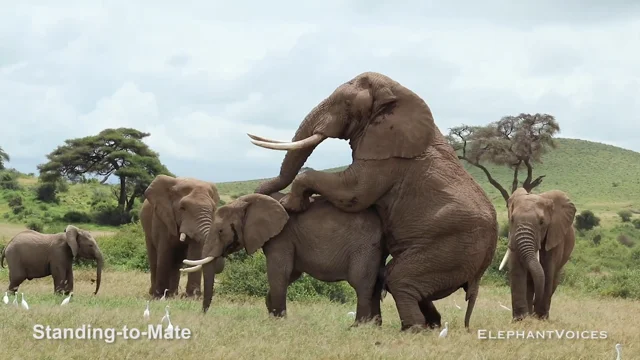 how do elephants mate