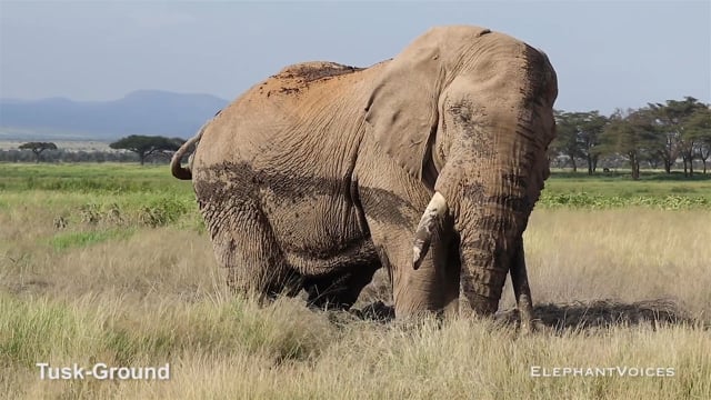 Tusk-Ground. Context: Advertisement & Attraction (2)