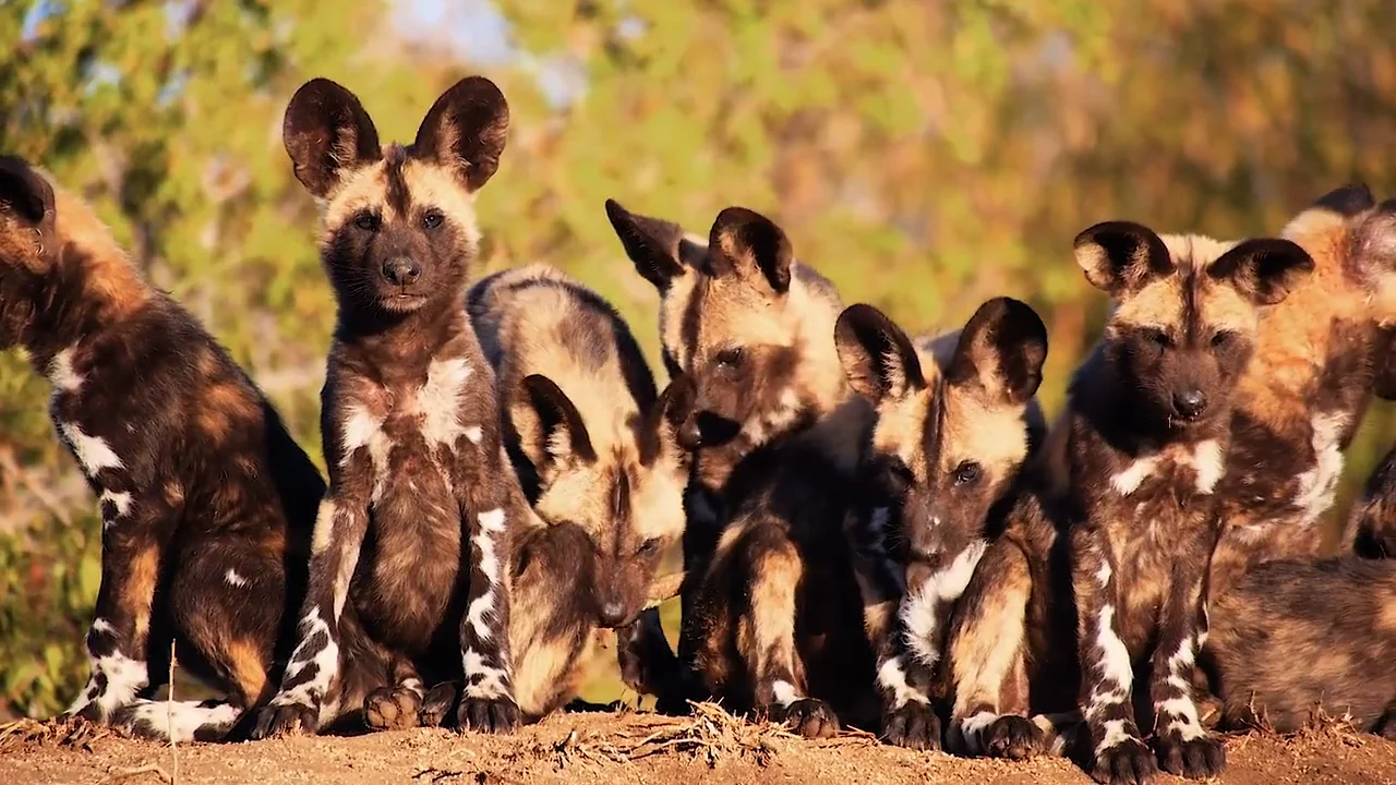 African Wild Dogs – Center for Ecosystem Sentinels