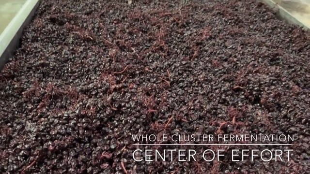 Harvest up Close - Whole Cluster Fermentation