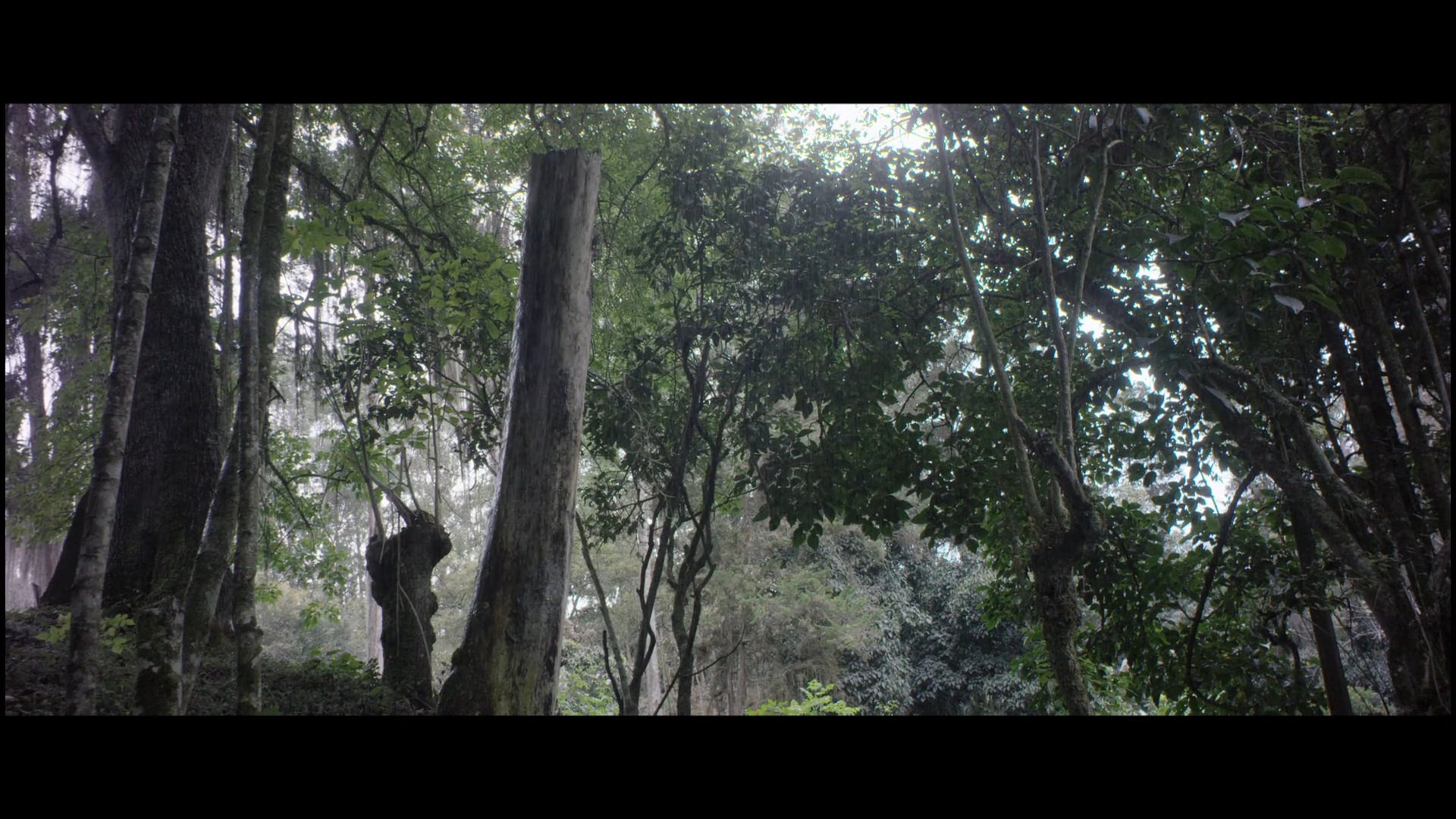 Teaser Rain, The Music of the Soul_1080p