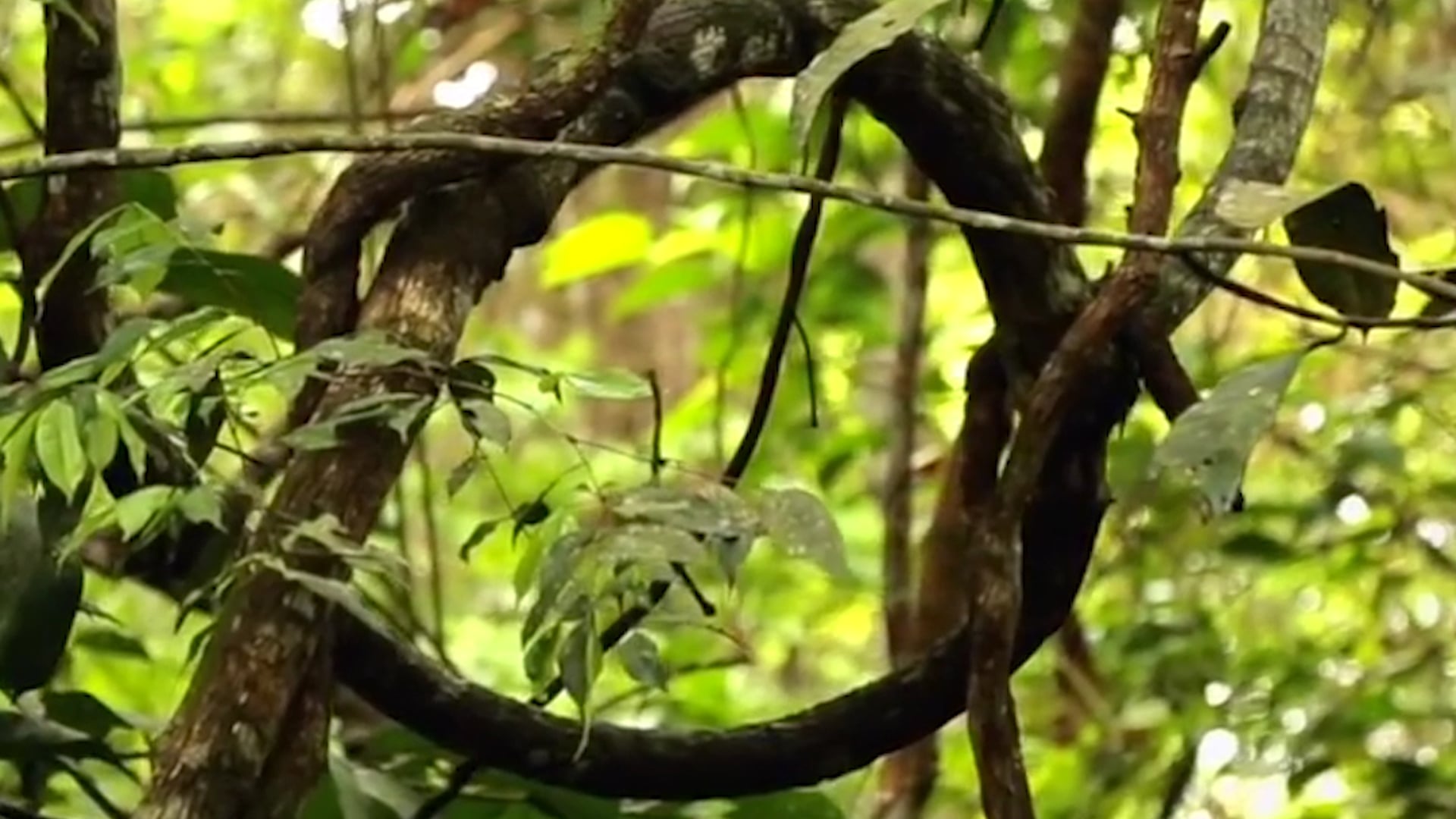 Social Media Ad for ICAROS