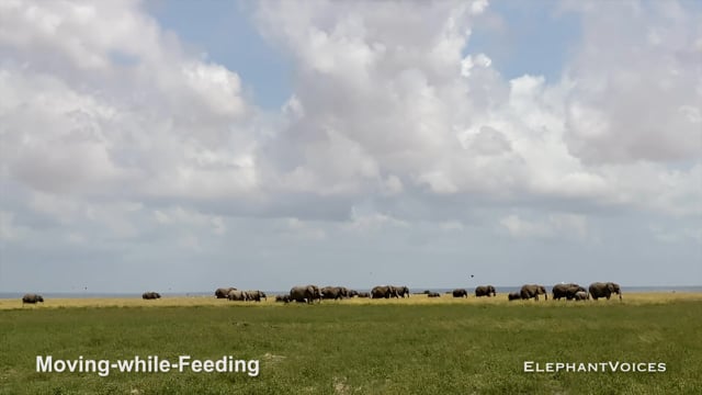 Moving-While-Feeding. Context:  Maintenance (11)