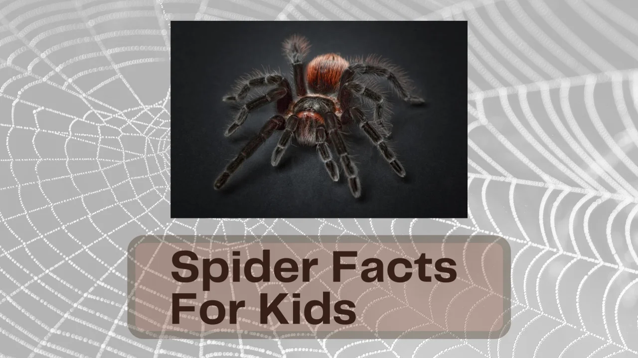 Spider Facts for Kids: Arachnid Information for Students