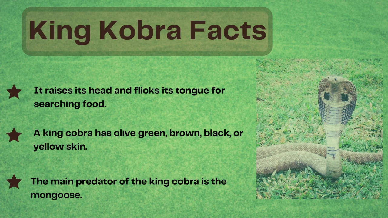 King cobra, facts and photos
