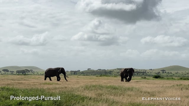Prolonged-Pursuit. Context: Aggressive (4)