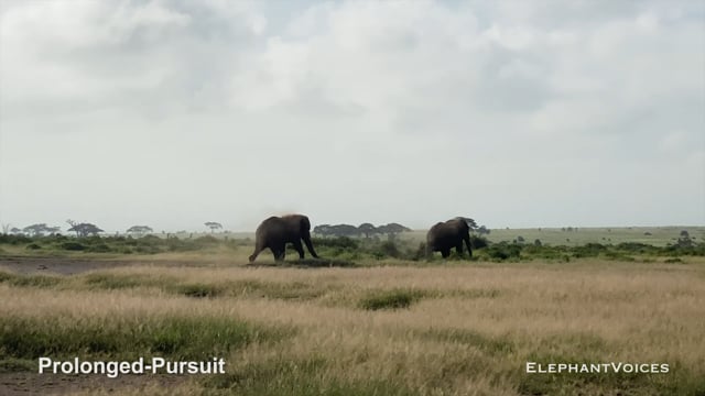 Prolonged-Pursuit. Context: Aggressive (3)