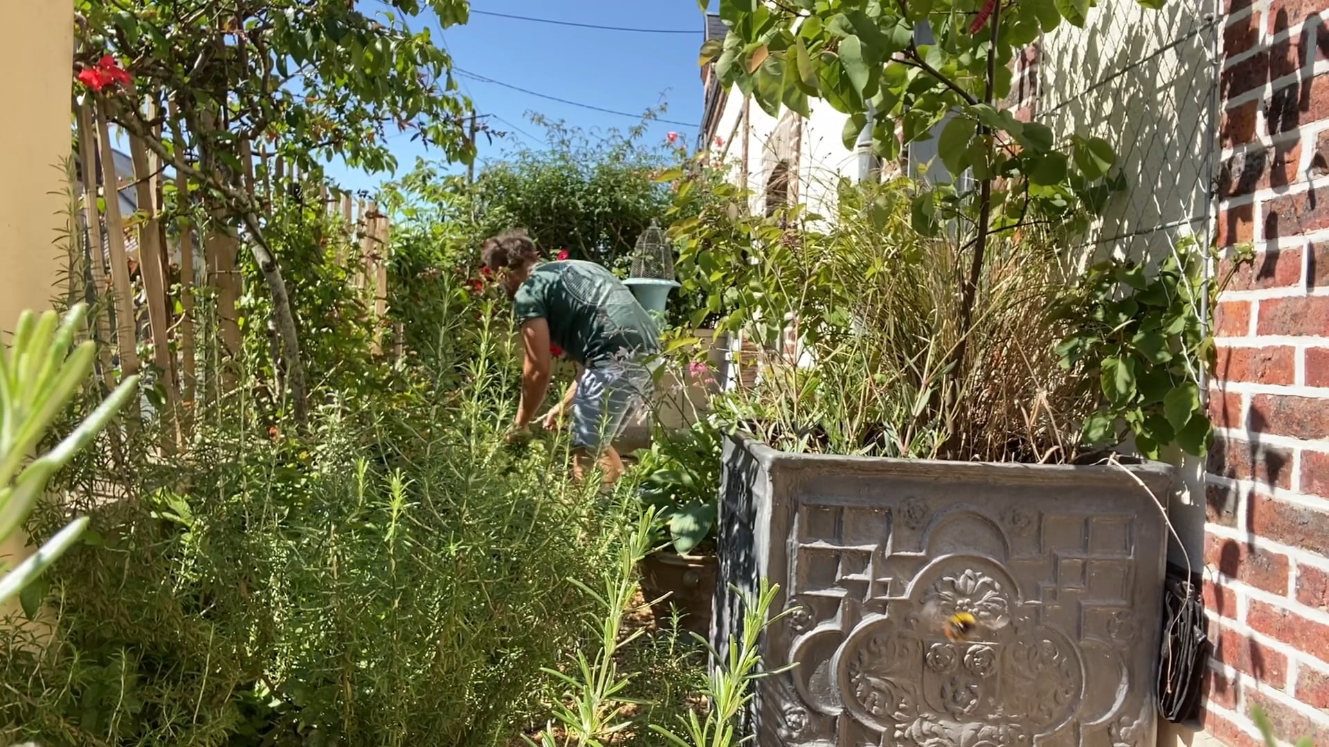 Pruning & Drying Culinary Herbs | August 2020