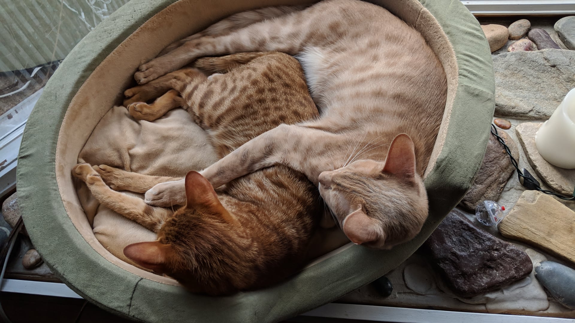 2020 October 01: The Holding Environment: Holding and Being Held