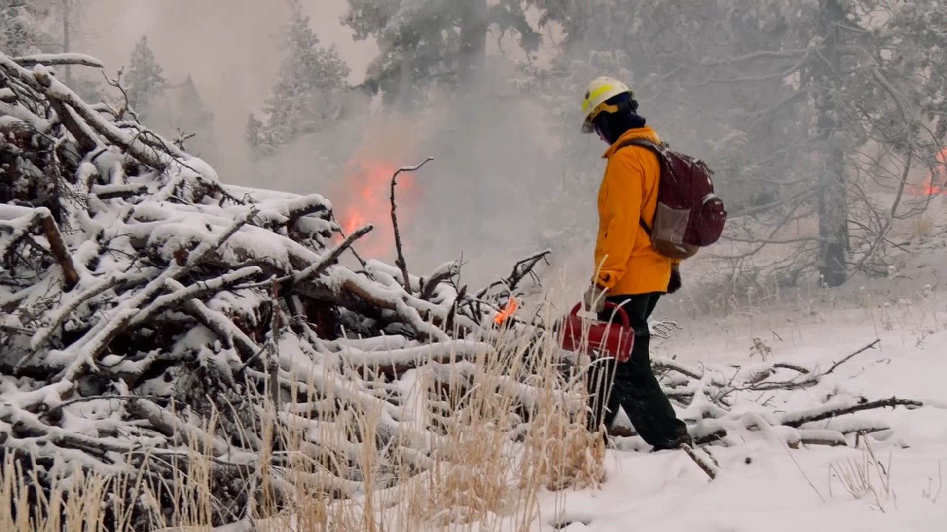 90-second Nature: What is a forest treatment?