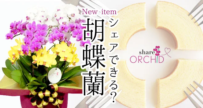シェアできるミディ胡蝶蘭・幸せのおすそ分け | 胡蝶蘭通販の
