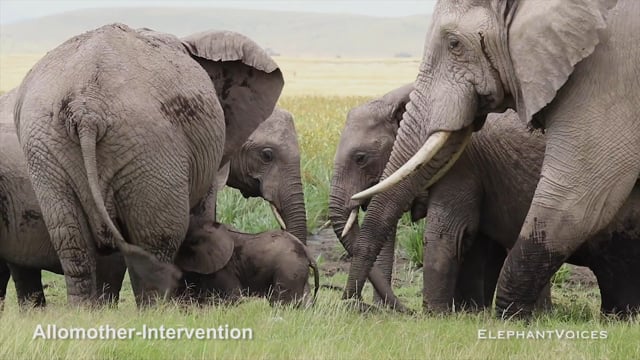 Allomother-Intervention. Context: Calf Reassurance & Protection (8)