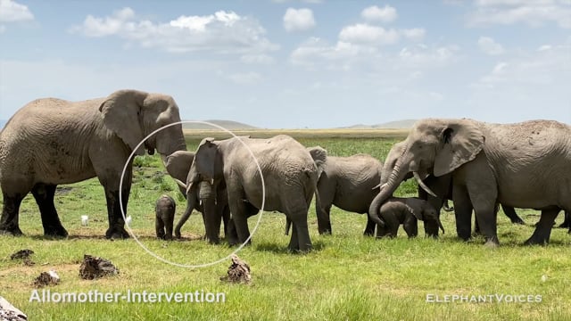Allomother-Intervention. Context: Calf Reassurance & Protection (9)