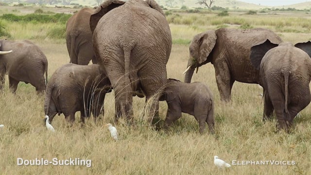Double-Suckling. Context: Calf Nourishment & Weaning (7)