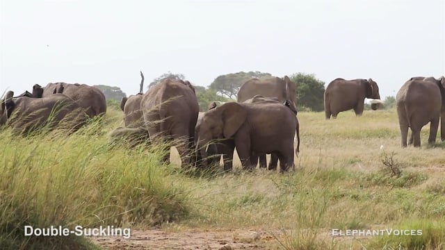 Double-Suckling. Context: Calf Nourishment & Weaning (6)