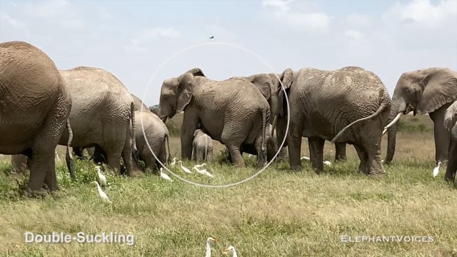 Double-Suckling. Context: Calf Nourishment & Weaning (8)