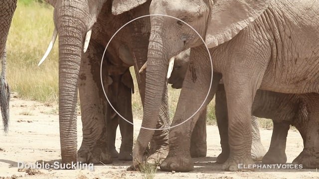 Double-Suckling. Context: Calf Nourishment & Weaning (9)