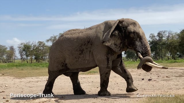 Periscope-Trunk. Context: Advertisement & Attraction (1)
