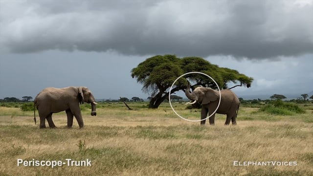Periscope-Trunk. Context: Aggressive (1)