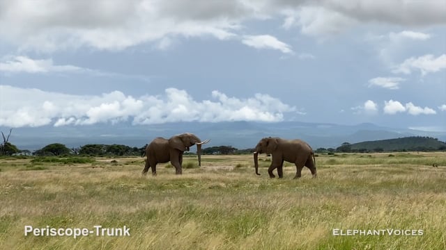 Periscope-Trunk. Context: Aggressive (2)