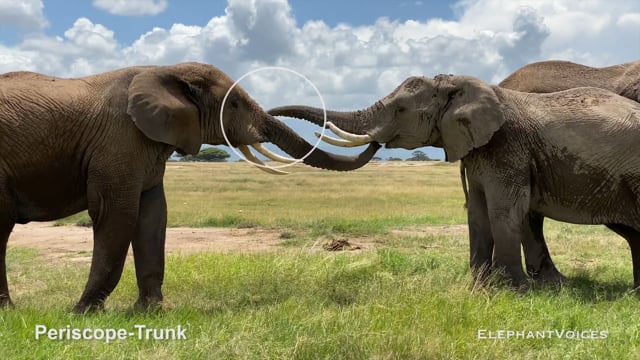 Periscope-Trunk. Context: Aggressive (3)