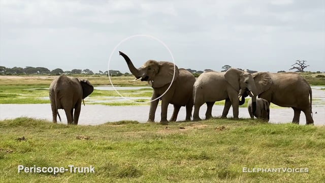 Periscope-Trunk. Context: Vigilance (18)