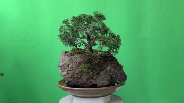 Дерево Bonsai 4k