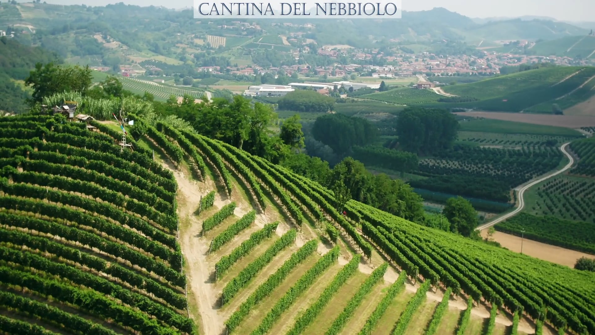 Cantina del Nebbiolo | Il vigneto nel Roero | The vineyard in Roero
