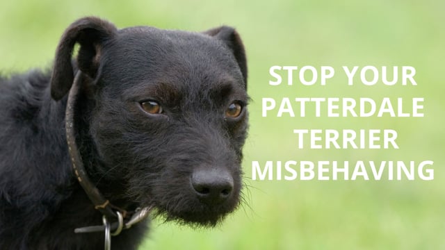 are patterdale terriers dangerous