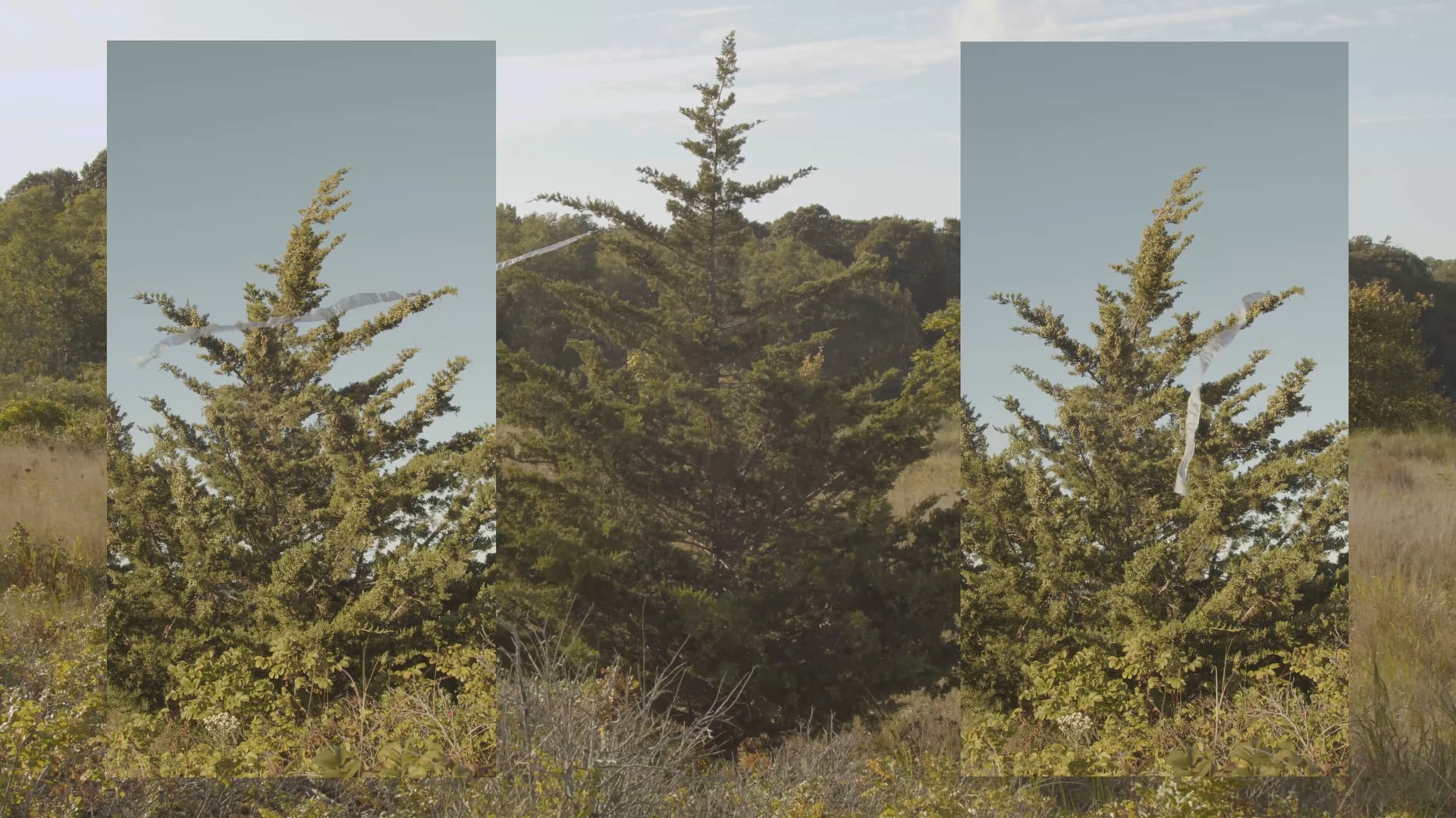 Sandy Point Beach Performance, 2020