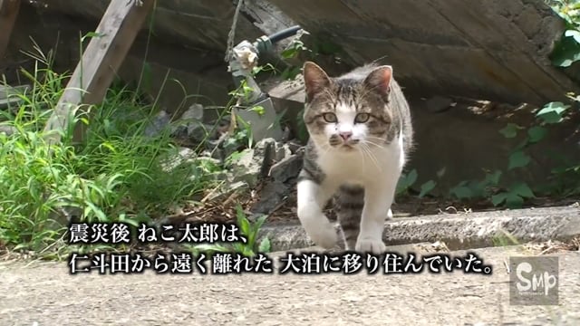 ねこ太郎の引越し