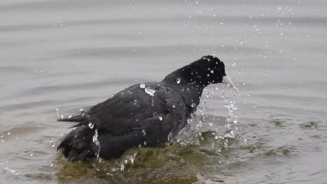 Coot Eurasian American - Free video on Pixabay - Pixabay