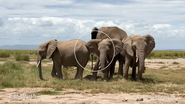 Ear-Brush. Context: Affiliative (6)