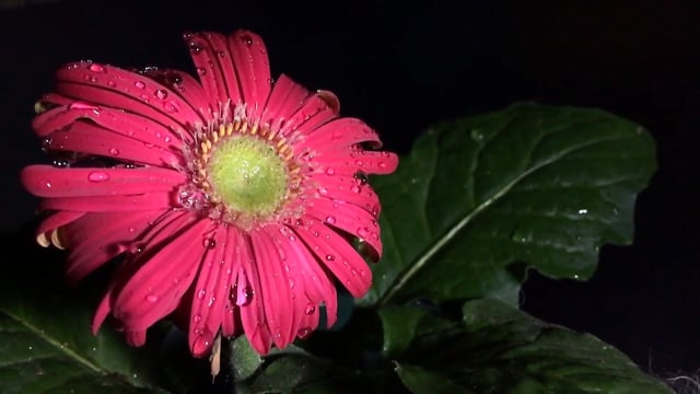 1 Free Gerbera Red Flower Videos Hd 4k Clips Pixabay