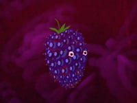 Peter Broderick - Ode To Blackberry