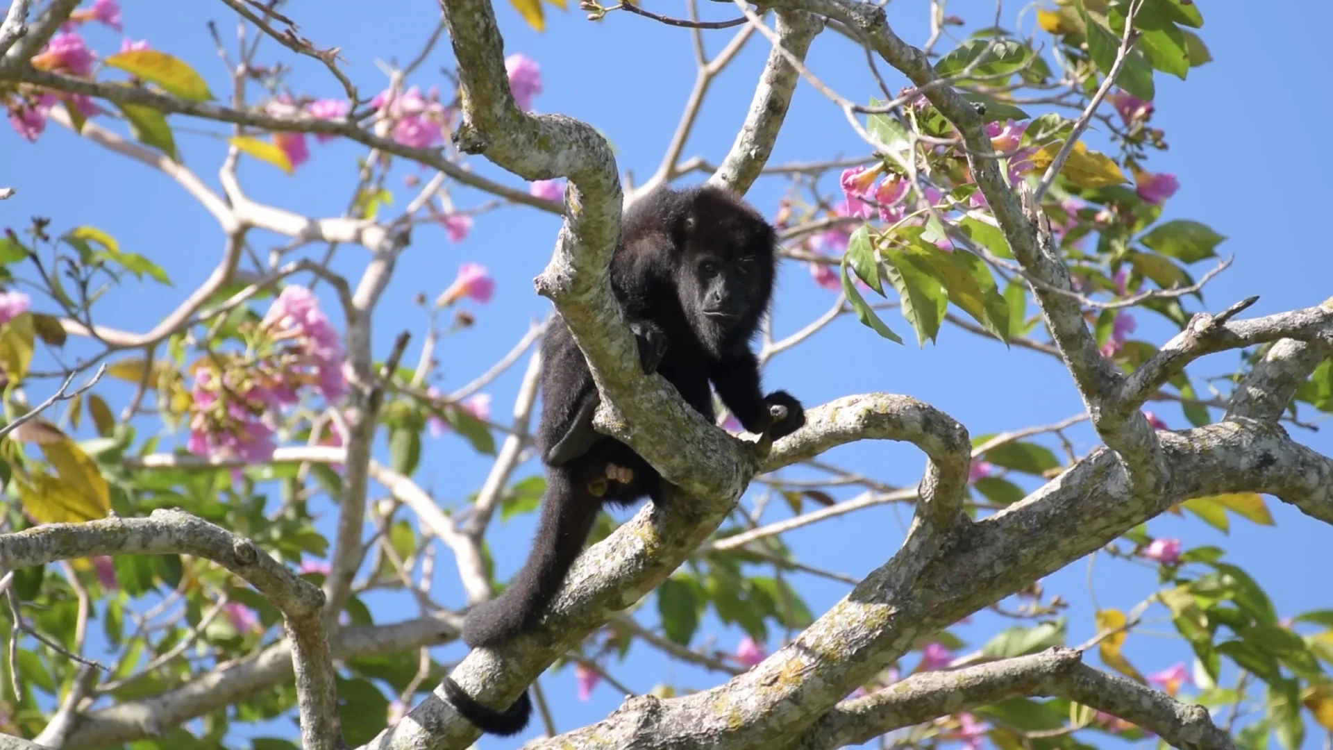 Voces de la Selva ∣ Voices of the Forest ∣ Wildlife Documentary Short