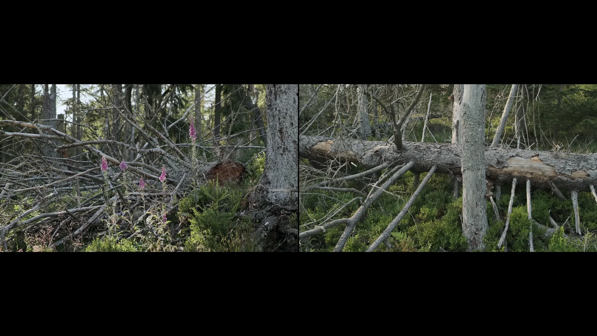 Kalamität (Paul Rohlfs und Andreas Greiner) on Vimeo