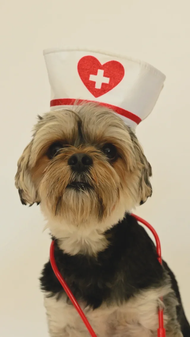 Dog hotsell nurse outfit