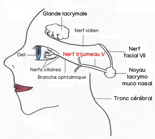 Attention, s'arracher les poils du nez peut être très dangereux