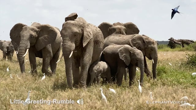 Little-Greeting-Rumble. Context: Affiliative (12)