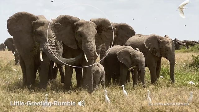 Little-Greeting-Rumble. Context: Affiliative (11)